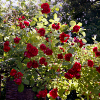 Rosenparadies in Hamburg-Lohbrügge